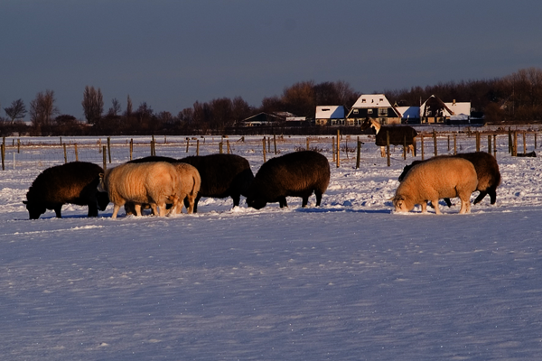Schapen grazen in een weiland met sneeuw