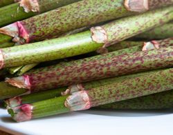 Stengels van Japanse duizendknoop